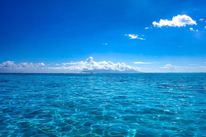 3h dolphin and snorkeling tour in a wild lagoon with Mobydick - Price, group size, and what you receive