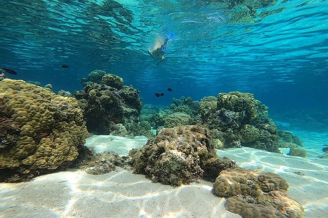 3h dolphin and snorkeling tour in a wild lagoon with Mobydick - Searching for spinner dolphins near the pass