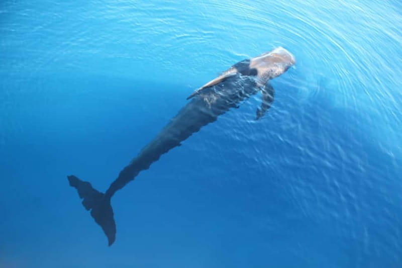 3H Shared Barrier-Free Cruise with Turtles Dolphins & Whales - Practical advice for a smoother outing