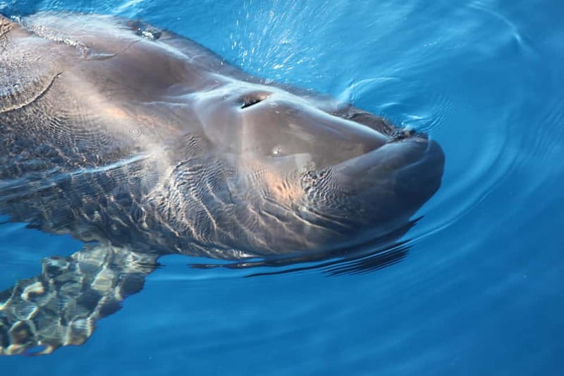 3H Shared Barrier-Free Cruise with Turtles Dolphins & Whales - Why this Tenerife boat trip is different