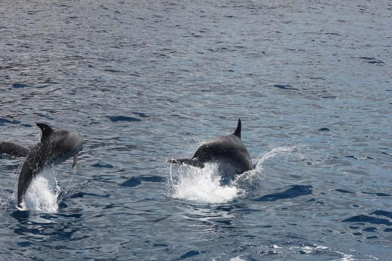 3H Shared Barrier-Free Cruise with Turtles Dolphins & Whales - Along Tenerife’s coast toward Guaza Fish Farm