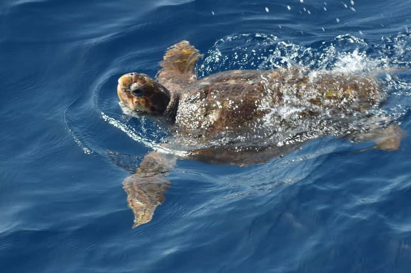 3H Shared Barrier-Free Cruise with Turtles Dolphins & Whales - Swimming and snorkeling at Las Vistas Bay
