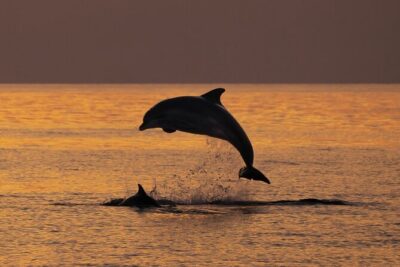 3hours all inclusive Sunset&Dolphin Tour from Medulin on Sandra