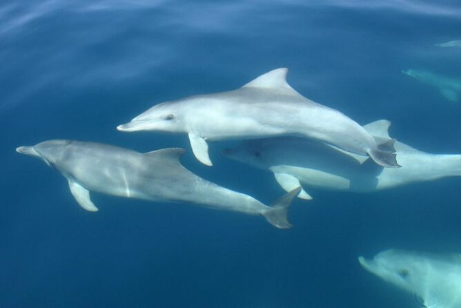 3hours all inclusive Sunset&Dolphin Tour from Medulin on Sandra - Dinner on the boat