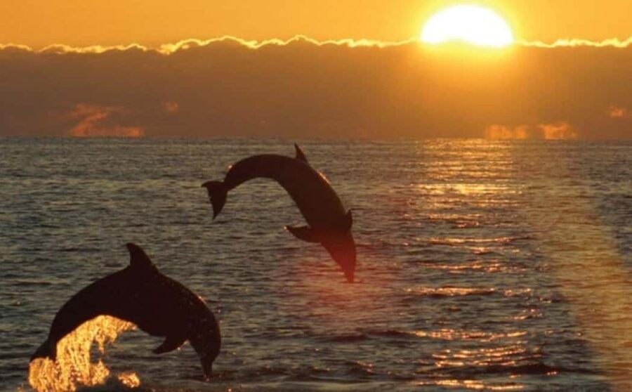 3hours Dolphin Sunset watching with unlimited drinks +dinner - Setting out from Medulin Harbour