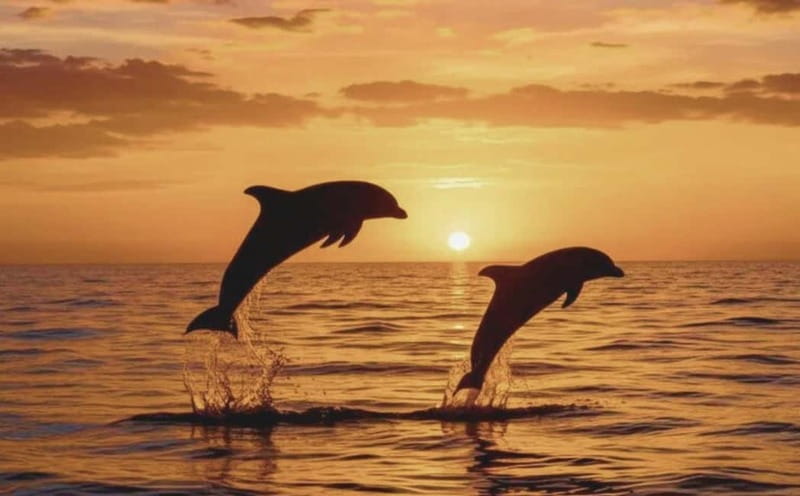 3hours Dolphin Sunset watching with unlimited drinks +dinner - How the value compares at $53