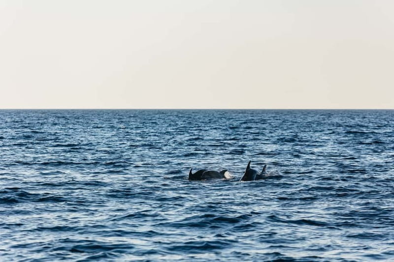 3hours Dolphin Sunset watching with unlimited drinks +dinner - Small details that improve the evening