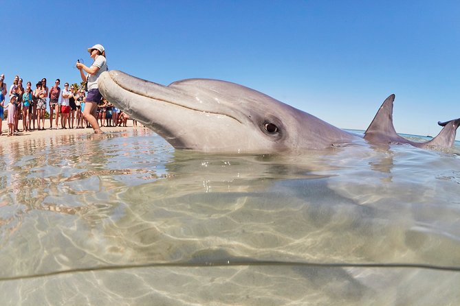 4-Day Monkey Mia Dolphins Pink Lake Pinnacles Comfort-Level Tour - Quick reasons to consider this Western Australia road trip