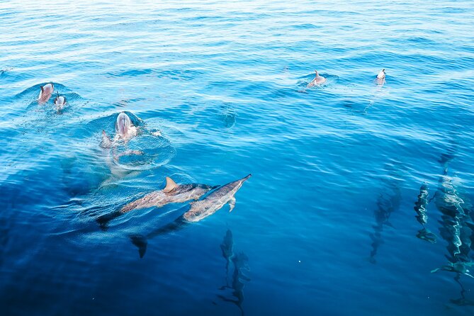 4 Hour Big Island Dolphin Watch Boat Tour, Snorkeling & BBQ Lunch - Key things to know before you book