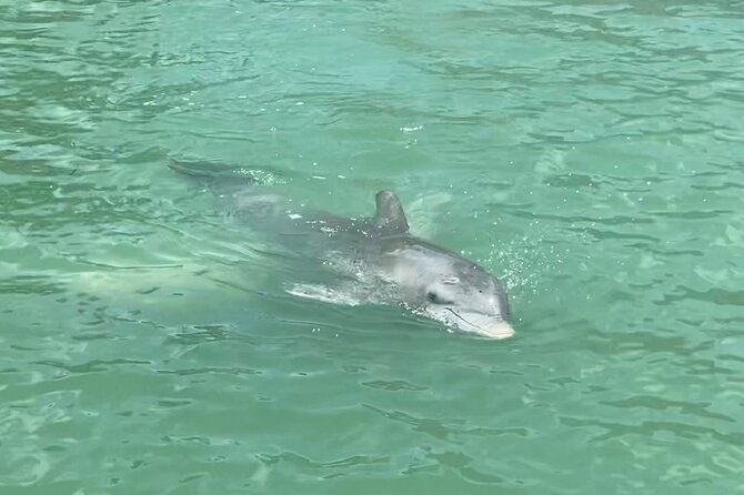 4 Hour Dolphin and Sandbar Cruise - What happens from the 10 a.m. departure