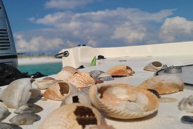 4 Hour Eco Dolphin Tour in Panama - Shell Island for shelling, swimming, and a slower pace