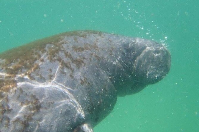 4 Hour Egmont Key Island Tour With Dolphins & Snorkeling Included - From Gulfport to the Gulf Islands