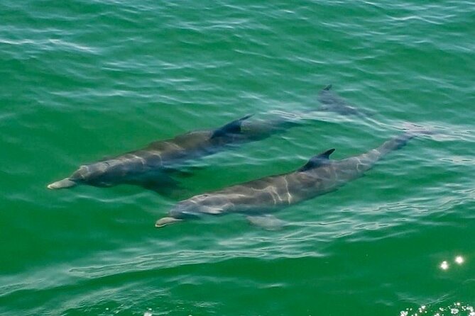 4 Hour Egmont Key Island Tour With Dolphins & Snorkeling Included - Food, Facilities, and What to Bring