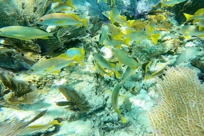 4 Hour Egmont Key Island Tour With Dolphins & Snorkeling Included - Who Gets the Most From This Trip