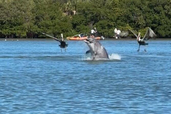 4-Hour Mangrove Island and Dolphin Watch Sandbar in Fort Pierce - Key points before you book