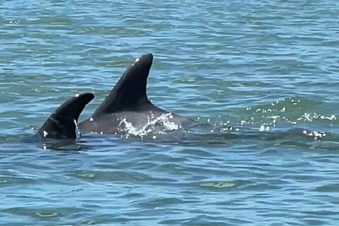 4-Hour Mangrove Island and Dolphin Watch Sandbar in Fort Pierce - Practical details that shape the day