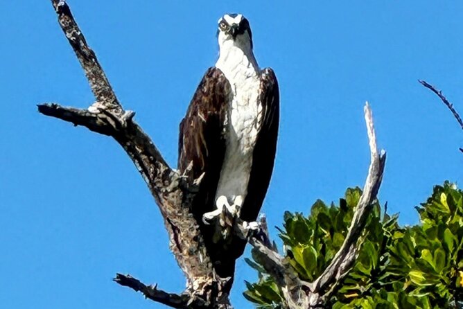 4-Hour Mangrove Island and Dolphin Watch Sandbar in Fort Pierce - Who will enjoy this Fort Pierce kayak trip