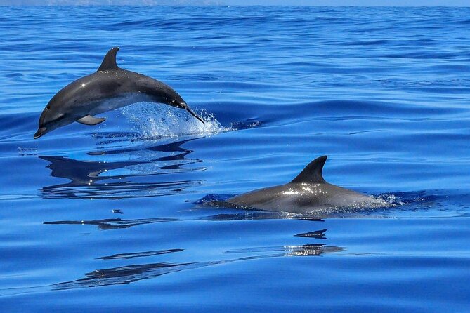 4-Hour Private Speedboat to See Dolphins from Hurghada - A fast route from Hurghada to Dolphin House