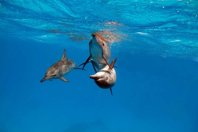4-Hour Private Speedboat to See Dolphins from Hurghada - Snorkeling at El Fanadir and the Red Sea reefs