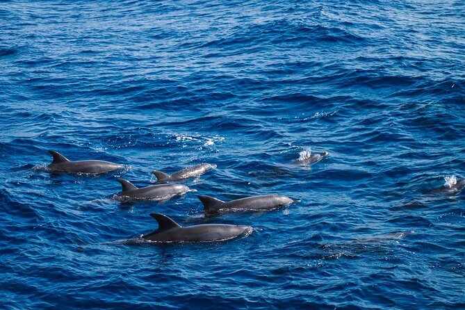 4-Hour Private Speedboat to See Dolphins from Hurghada - What the private boat changes
