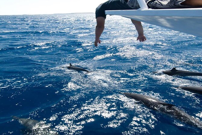 4-Hour Private Speedboat to See Dolphins from Hurghada - Who will enjoy this half-day outing