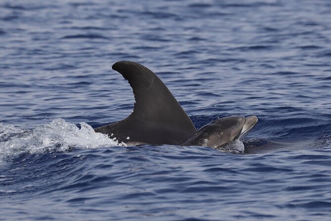 4 Hours Dolphin Watching Tour in Porto Empedocle - The possible swim in a coastal cove