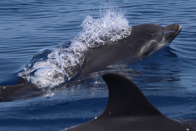 4 Hours Dolphin Watching Tour in Porto Empedocle - Timing, meeting point, and group size