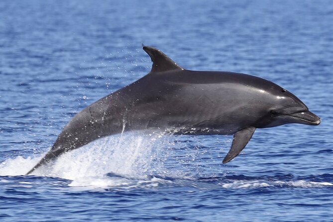 4 Hours Dolphin Watching Tour in Porto Empedocle - Weather is part of the bargain