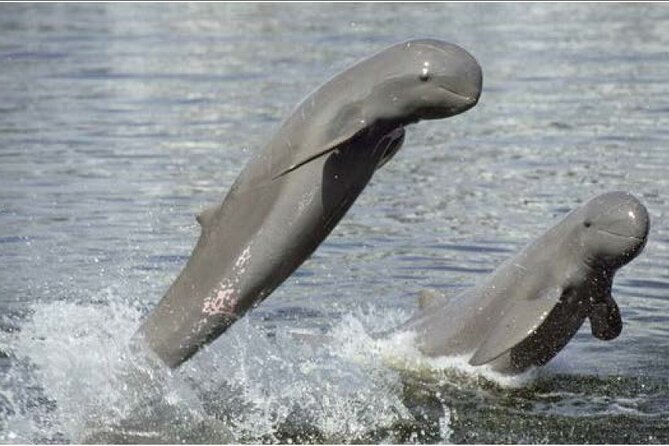 4 hours taking tuk tuk to see Mekong dolphins and countryside - Key points to know before you go