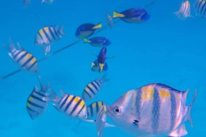 5-Hour Snorkeling, Swimming with Dolphins and Sea Turtles Aquarium - Key Points to Know Before You Go