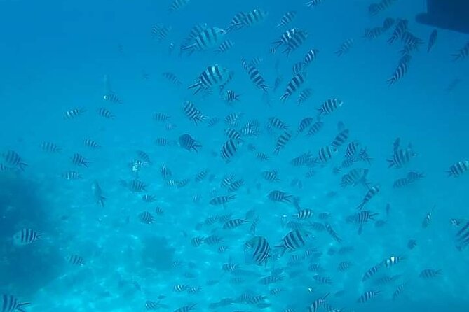 5-Hour Snorkeling, Swimming with Dolphins and Sea Turtles Aquarium - A Short Picnic on the Sandbank
