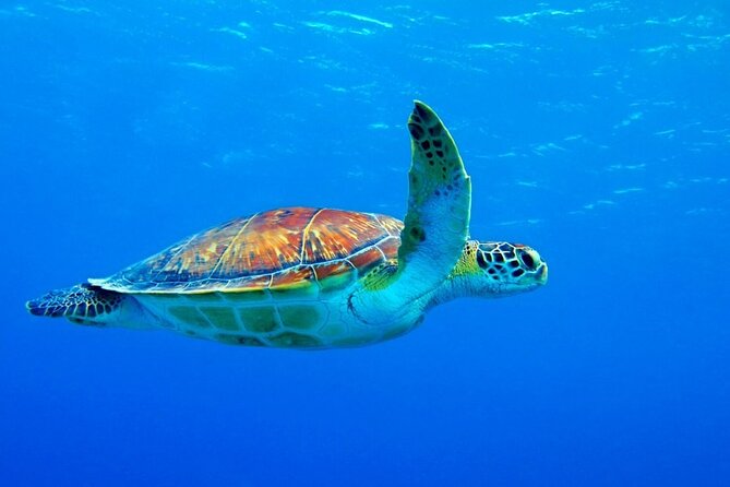 5-Hour Snorkeling, Swimming with Dolphins and Sea Turtles Aquarium - What the $60 Price Includes