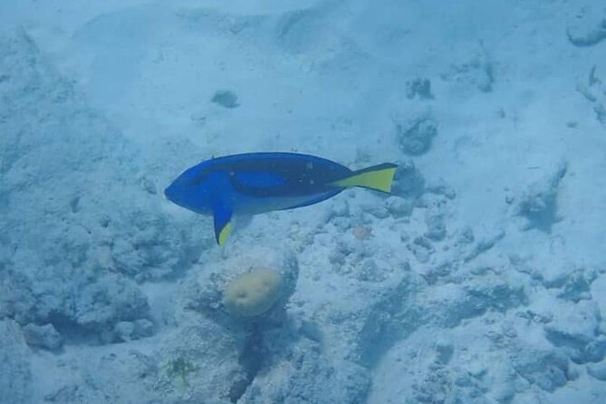 5-Hour Snorkeling, Swimming with Dolphins and Sea Turtles Aquarium - Who Will Enjoy This Tour Most