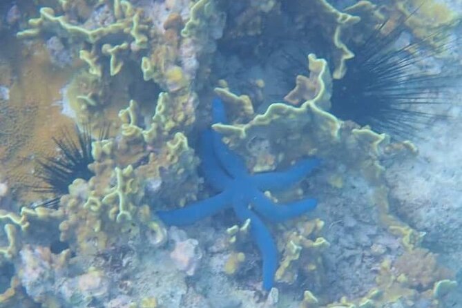 5-Hour Snorkeling, Swimming with Dolphins and Sea Turtles Aquarium - Snorkeling Over Mnemba Atoll’s Reef Fish