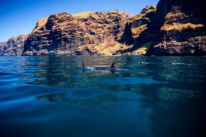 5 hr watching and listening whales and dolps. Visit Los Gigantes - Setting out from Puerto Colón at 10:30 am