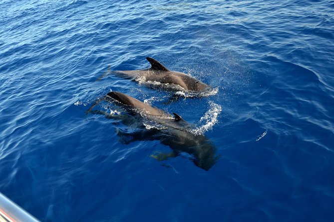 5 hr watching and listening whales and dolps. Visit Los Gigantes - Who will enjoy this five-hour catamaran trip