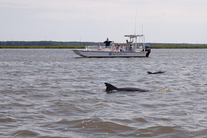 90-Minute Dolphin and Nature Tour of Hilton Head - The captains make the difference