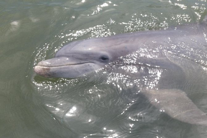90-Minute Dolphin and Nature Tour of Hilton Head - Practical booking advice for Shelter Cove