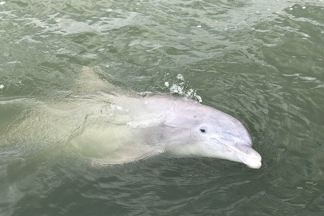 90 Minute Hilton Head Dolphin and Nature Cruise - Why the captains make a difference