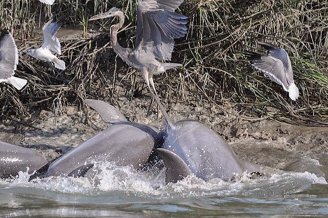 90 Minute Hilton Head Dolphin and Nature Cruise - Birds, marsh views, and the quieter parts