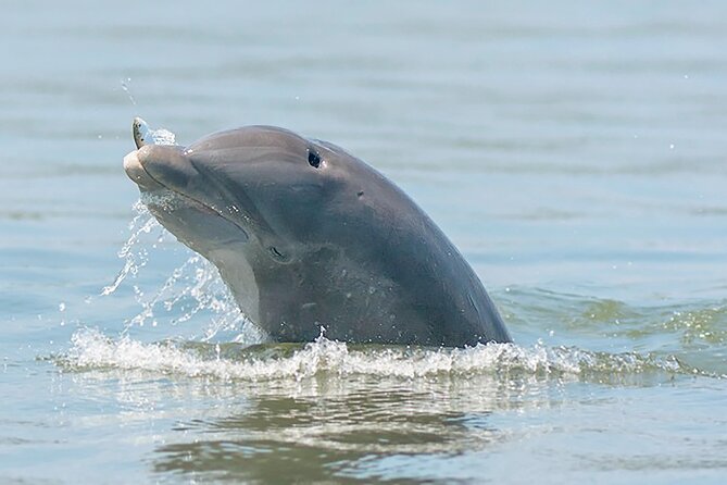 90 Minute Hilton Head Dolphin and Nature Cruise - Comfort, weather, and what to bring
