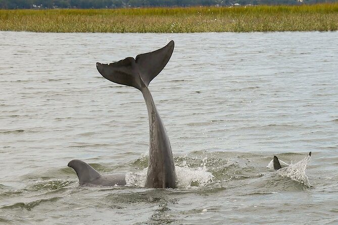 90 Minute Hilton Head Dolphin and Nature Cruise - Is $47 a fair price?