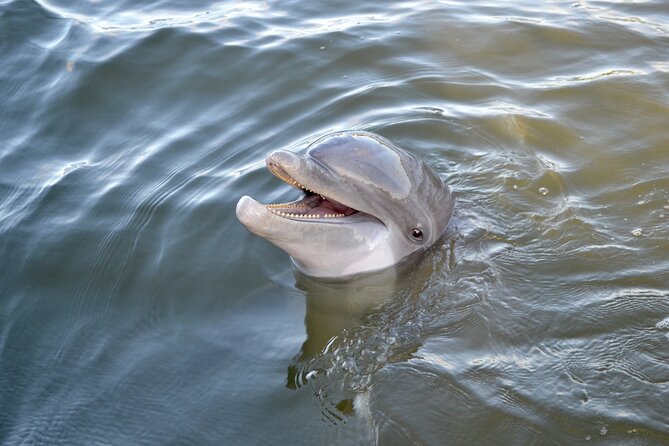 90 Minute Hilton Head Dolphin and Nature Cruise - Booking and cancellation details