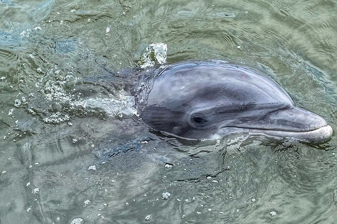 90 Minute Hilton Head Dolphin Tour - Comfort, speed, and the boat itself