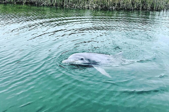 90 Minute Hilton Head Dolphin Tour - The 90-minute route and its changing waterways