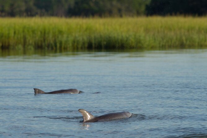 90 minute Hilton Head Sunset Dolphin Cruise - Key points to know before you book
