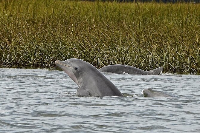90 minute Hilton Head Sunset Dolphin Cruise - The first stretch through the tidal salt marsh