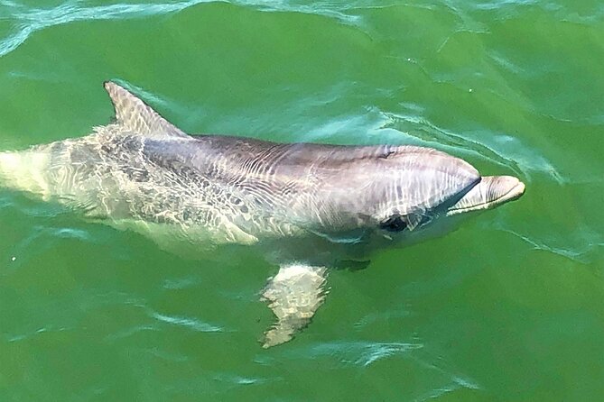 90 Minute Port River Dolphin & Ships Graveyard Cruise - Who will enjoy this cruise most?