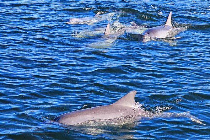 90 Minute Port River Dolphin & Ships Graveyard Cruise - Searching for dolphins in the Adelaide Dolphin Sanctuary