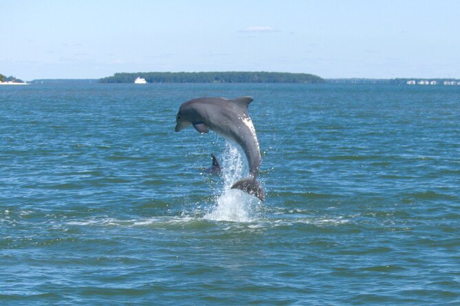90-Minute Private Dolphin Tour in Hilton Head Island - Key points at a glance